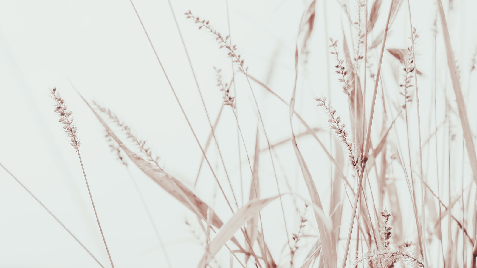 骆的拼音（汉字中“骆”字的正确拼音）(图2)