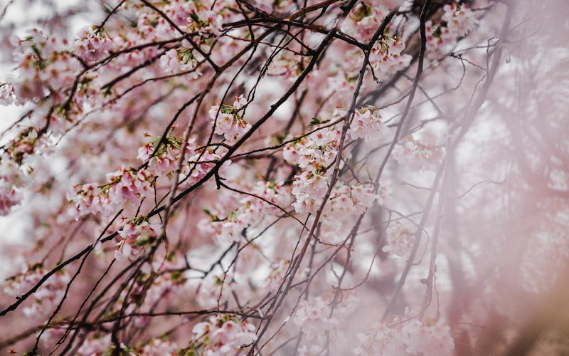 日本天皇和首相的区别（探究日本政治体制中两大重要角色的职责）(图3)