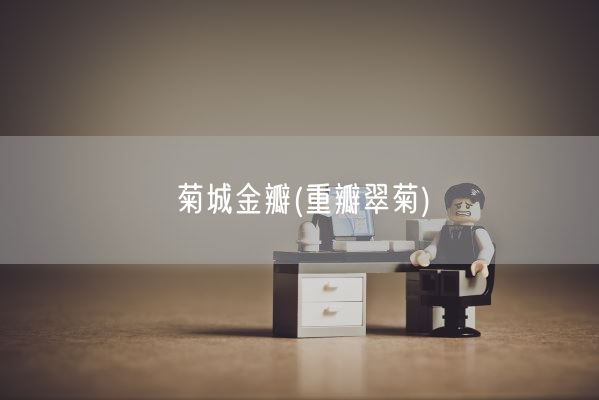 菊城金瓣(重瓣翠菊)(图1)