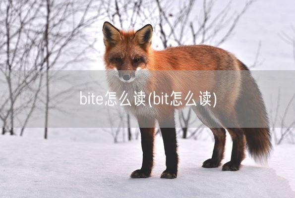 bite怎么读(bit怎么读)(图1) bite怎么读(bit怎么读)(图1)