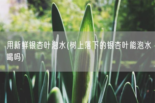 用新鲜银杏叶泡水(树上落下的银杏叶能泡水喝吗)(图1) 用新鲜银杏叶泡水(树上落下的银杏叶能泡水喝吗)(图1)