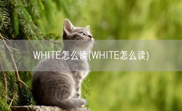 WHITE怎么读(WHITE怎么读)(图1) WHITE怎么读(WHITE怎么读)(图1)
