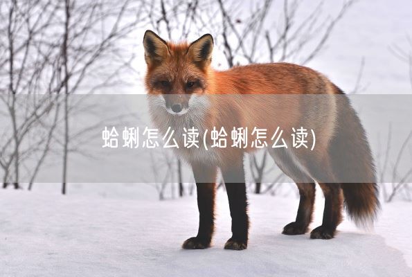 蛤蜊怎么读(蛤蜊怎么读)(图1)