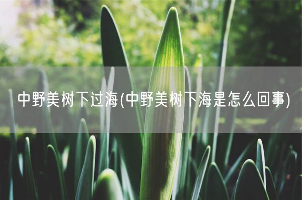 中野美树下过海(中野美树下海是怎么回事)(图1) 中野美树下过海(中野美树下海是怎么回事)(图1)