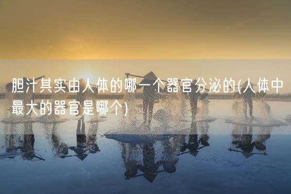 胆汁其实由人体的哪一个器官分泌的(人体中最大的器官是哪个)(图1) 胆汁其实由人体的哪一个器官分泌的(人体中最大的器官是哪个)(图1)