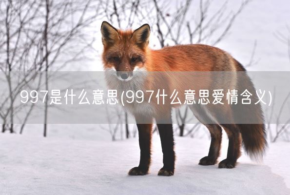 997是什么意思(997什么意思爱情含义)(图1) 997是什么意思(997什么意思爱情含义)(图1)
