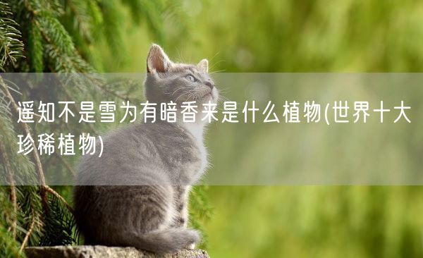 遥知不是雪为有暗香来是什么植物(世界十大珍稀植物)(图1) 遥知不是雪为有暗香来是什么植物(世界十大珍稀植物)(图1)