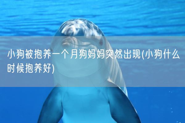 小狗被抱养一个月狗妈妈突然出现(小狗什么时候抱养好)(图1) 小狗被抱养一个月狗妈妈突然出现(小狗什么时候抱养好)(图1)