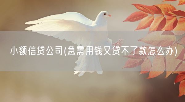 小额信贷公司(急需用钱又贷不了款怎么办)(图1)