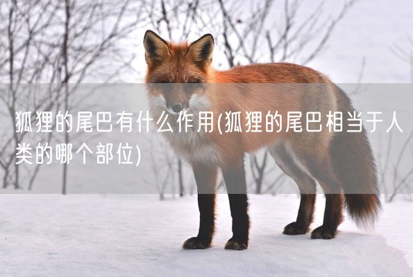 狐狸的尾巴有什么作用(狐狸的尾巴相当于人类的哪个部位)(图1)