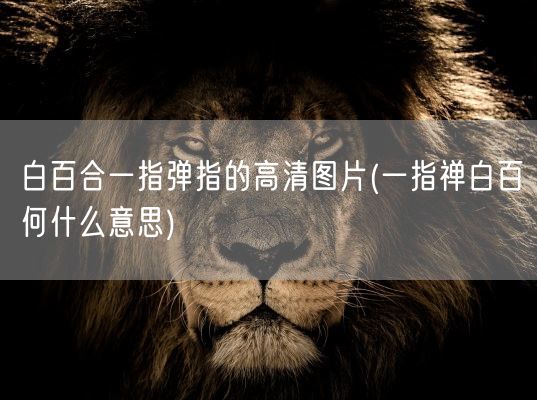 白百合一指弹指的高清图片(一指禅白百何什么意思)(图1)