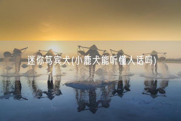 迷你笃宾犬(小鹿犬能听懂人话吗)(图1) 迷你笃宾犬(小鹿犬能听懂人话吗)(图1)