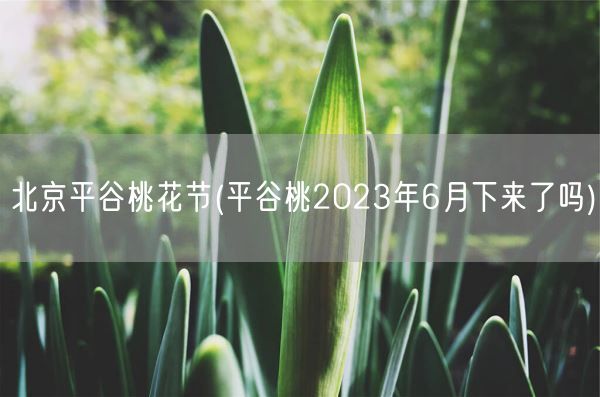 北京平谷桃花节(平谷桃2023年6月下来了吗)(图1)