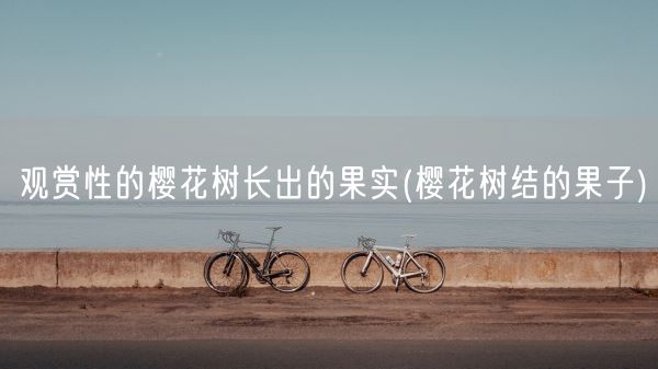 观赏性的樱花树长出的果实(樱花树结的果子)(图1)