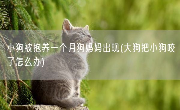 小狗被抱养一个月狗妈妈出现(大狗把小狗咬了怎么办)(图1) 小狗被抱养一个月狗妈妈出现(大狗把小狗咬了怎么办)(图1)
