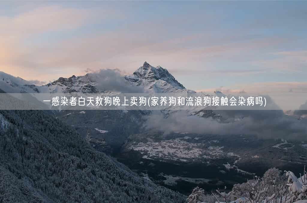 一感染者白天救狗晚上卖狗(家养狗和流浪狗接触会染病吗)(图1) 一感染者白天救狗晚上卖狗(家养狗和流浪狗接触会染病吗)(图1)