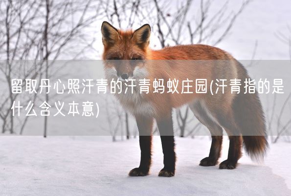 留取丹心照汗青的汗青蚂蚁庄园(汗青指的是什么含义本意)(图1)