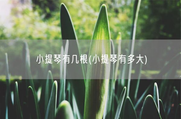 小提琴有几根(小提琴有多大)(图1)