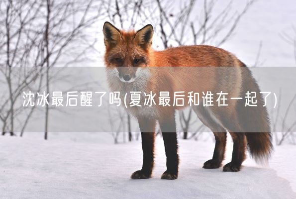 沈冰最后醒了吗(夏冰最后和谁在一起了)(图1)