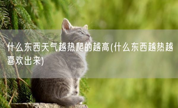 什么东西天气越热爬的越高(什么东西越热越喜欢出来)(图1) 什么东西天气越热爬的越高(什么东西越热越喜欢出来)(图1)