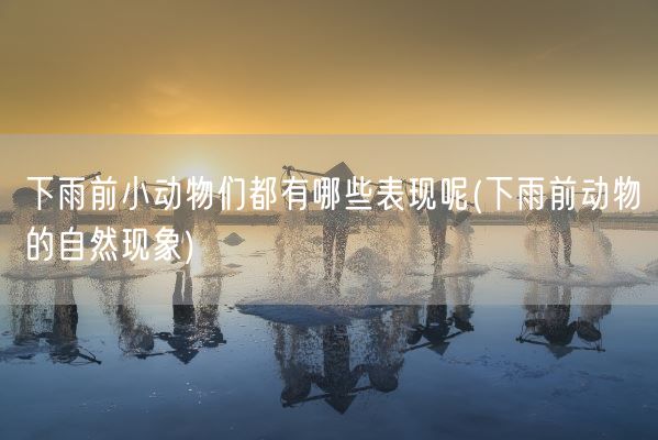 下雨前小动物们都有哪些表现呢(下雨前动物的自然现象)(图1)