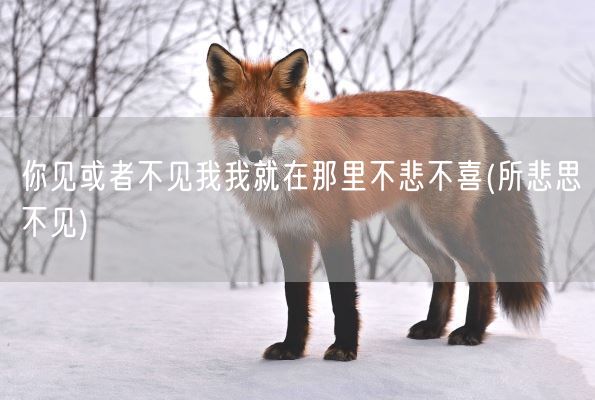 你见或者不见我我就在那里不悲不喜(所悲思不见)(图1)