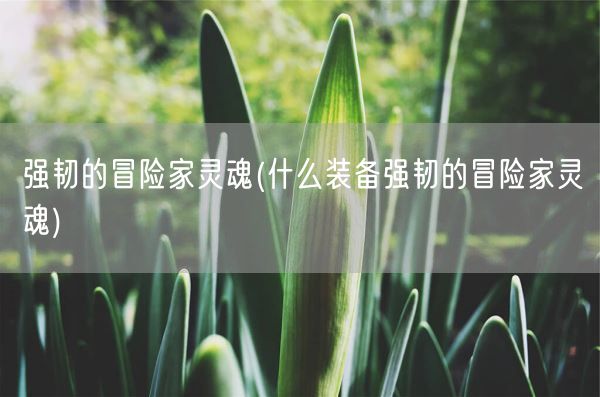 强韧的冒险家灵魂(什么装备强韧的冒险家灵魂)(图1)