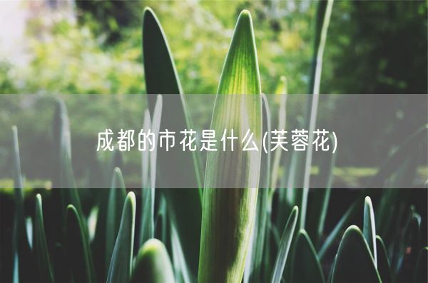 成都的市花是什么(芙蓉花)(图1) 成都的市花是什么(芙蓉花)(图1)