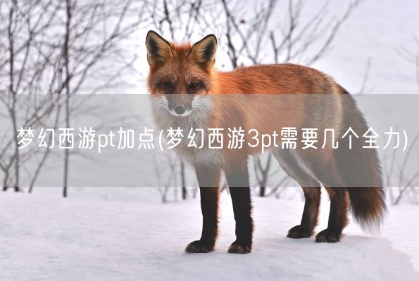 梦幻西游pt加点(梦幻西游3pt需要几个全力)(图1) 梦幻西游pt加点(梦幻西游3pt需要几个全力)(图1)
