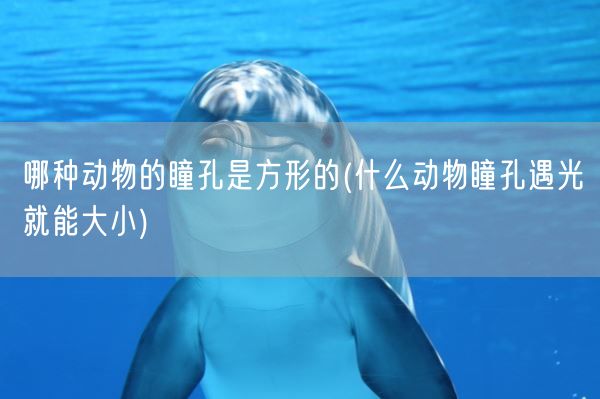 哪种动物的瞳孔是方形的(什么动物瞳孔遇光就能大小)(图1) 哪种动物的瞳孔是方形的(什么动物瞳孔遇光就能大小)(图1)