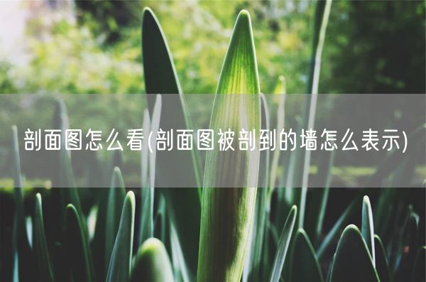 剖面图怎么看(剖面图被剖到的墙怎么表示)(图1)