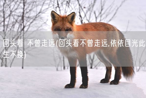 回头看 不曾走远(回头看不曾走远,依依目光此生不换)(图1)