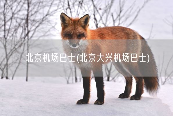 北京机场巴士(北京大兴机场巴士)(图1) 北京机场巴士(北京大兴机场巴士)(图1)