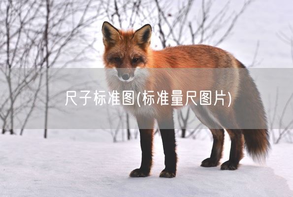 尺子标准图(标准量尺图片)(图1)