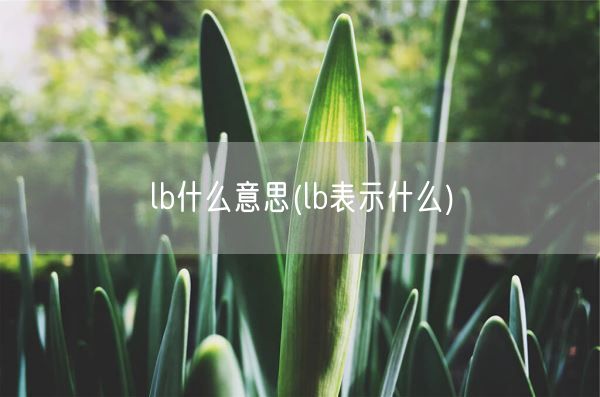 lb什么意思(lb表示什么)(图1)