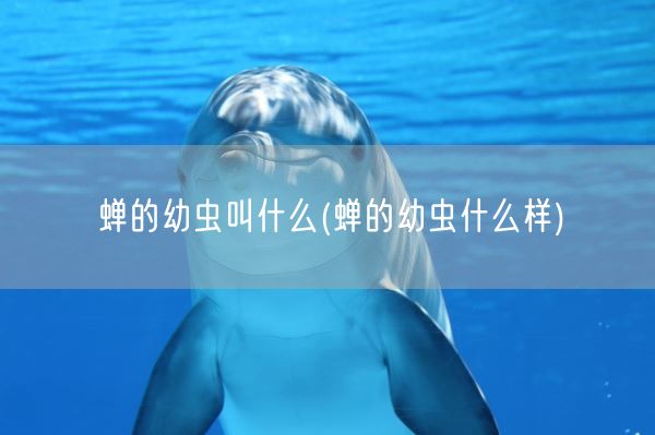 蝉的幼虫叫什么(蝉的幼虫什么样)(图1)